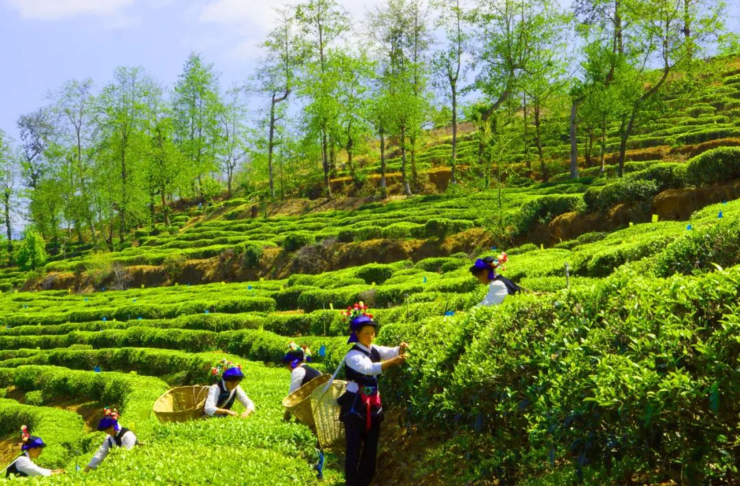 南涧无量山藏茶谷半程马拉松启幕