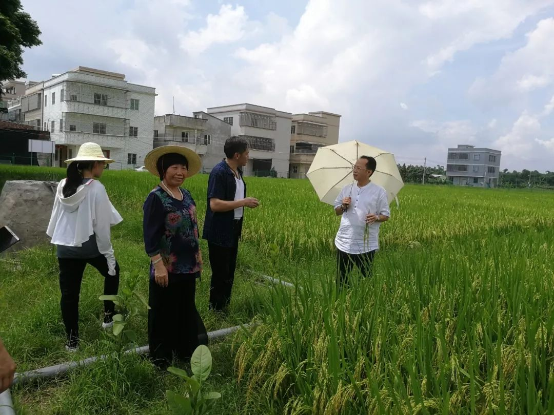 林大用：“把脉问诊”稻田 “良法”绽放健康