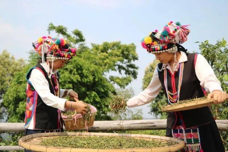 寒露至，来西双版纳登山、品茗