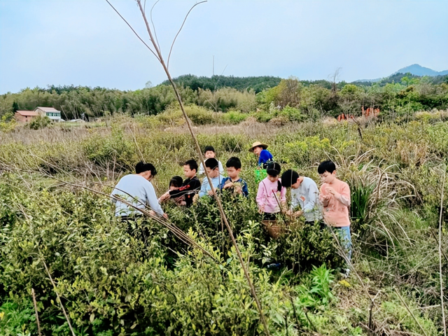 小小茶农采茶忙 劳动教育促成长——武穴市第六实验小学代管绿林教学点开展采茶劳动实践活动