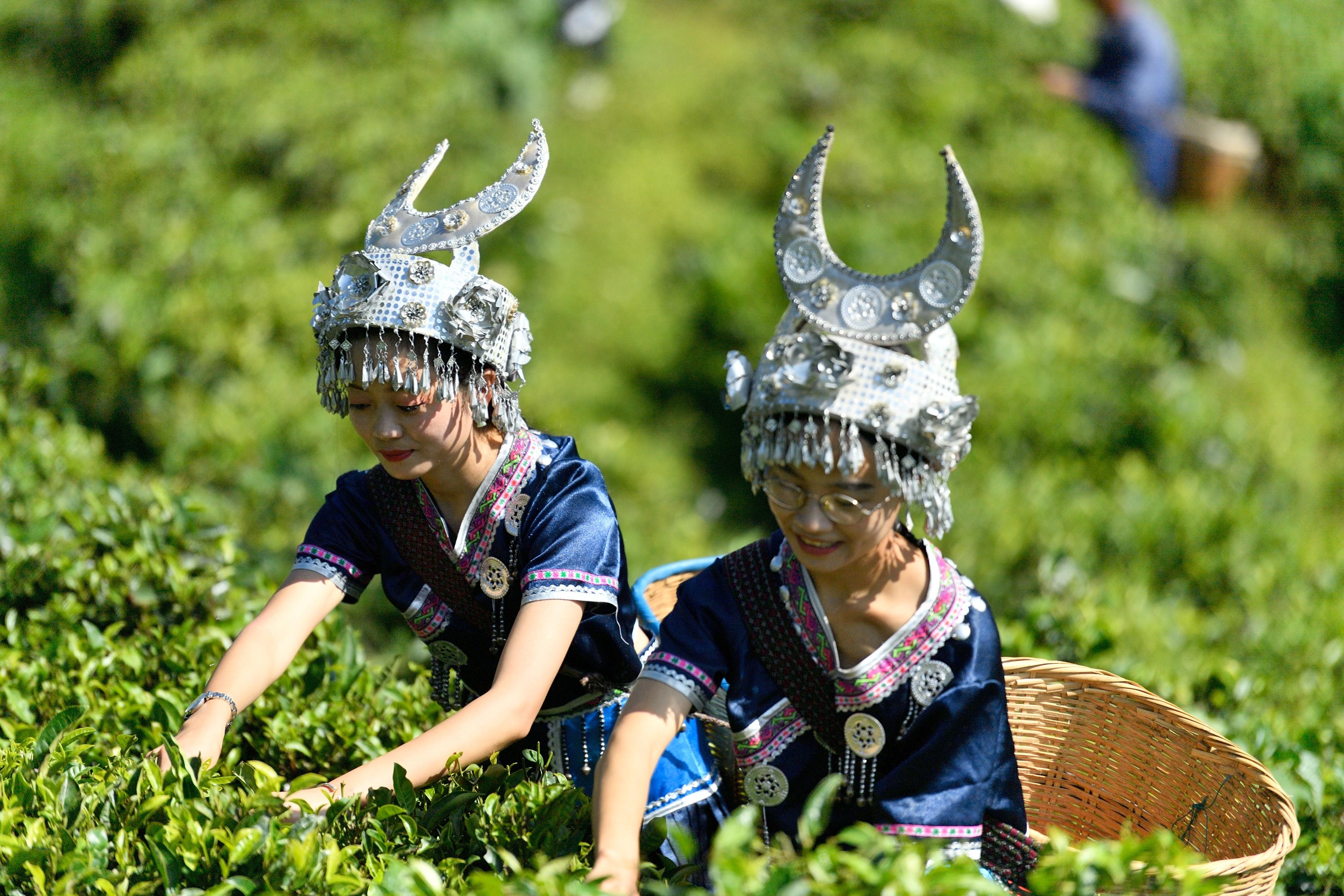 乡村四时好风光‖琼英古洞：西南边陲的那抹古茶净土（下）