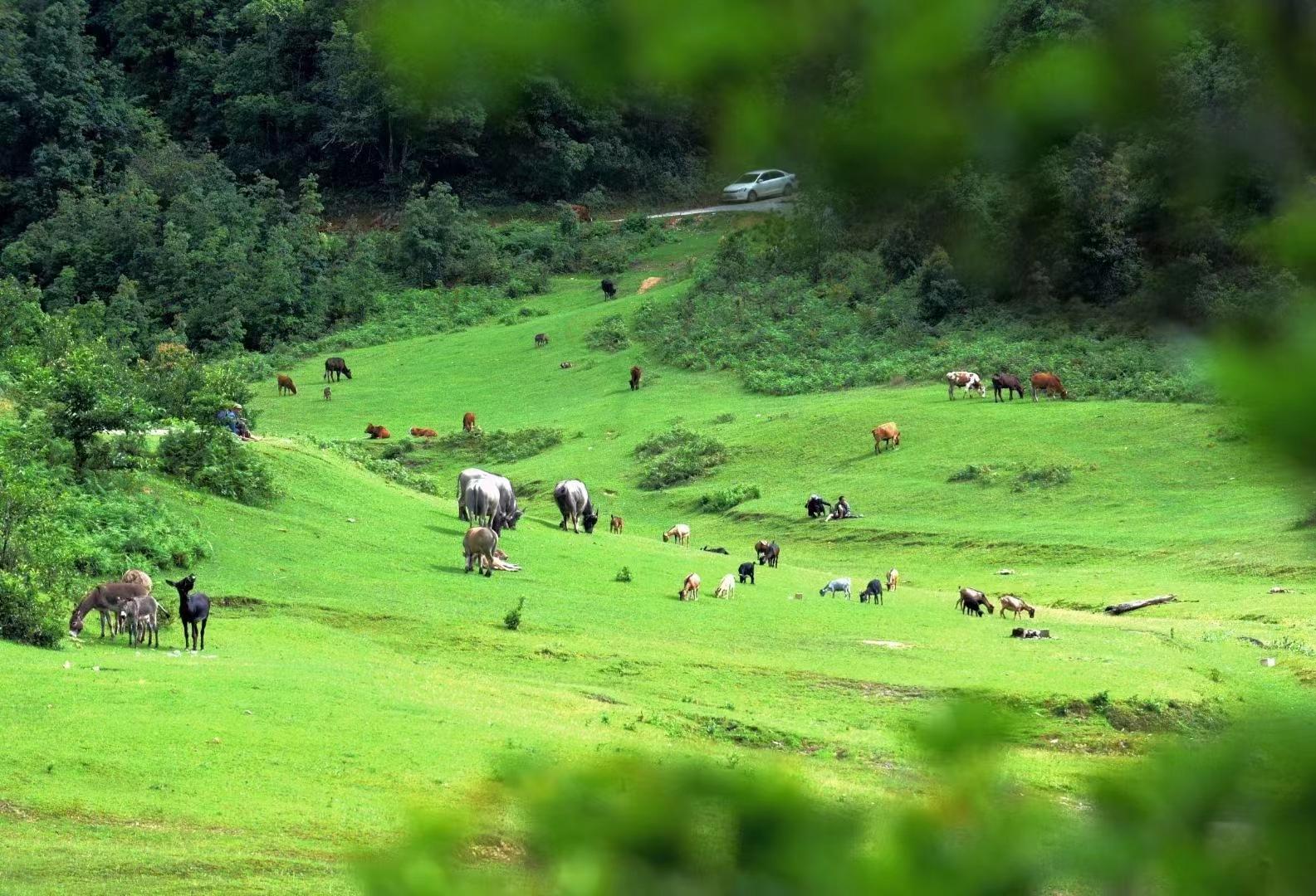 乡村四时好风光‖琼英古洞：西南边陲的那抹古茶净土（下）