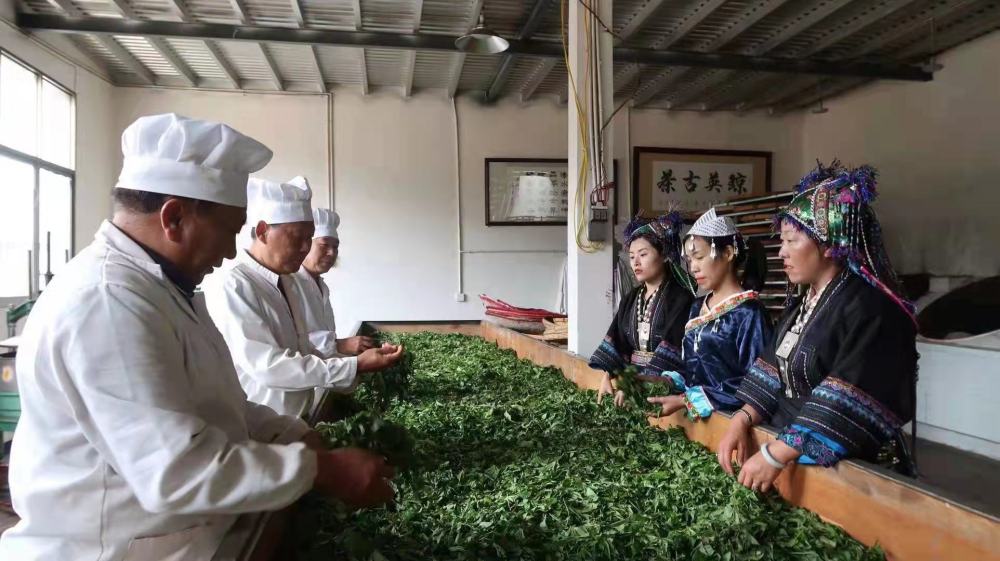 乡村四时好风光‖琼英古洞：西南边陲的那抹古茶净土（下）